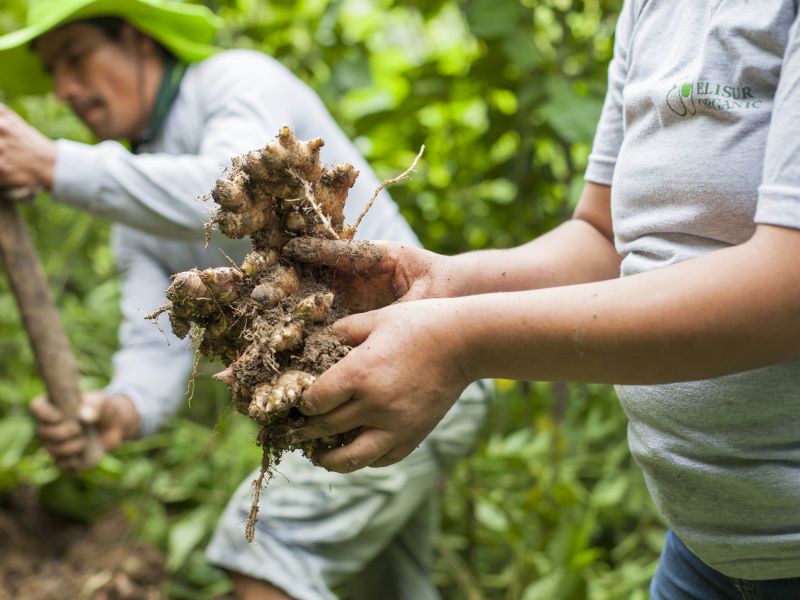 Olio essenziale puro di zenzero | 10 ml