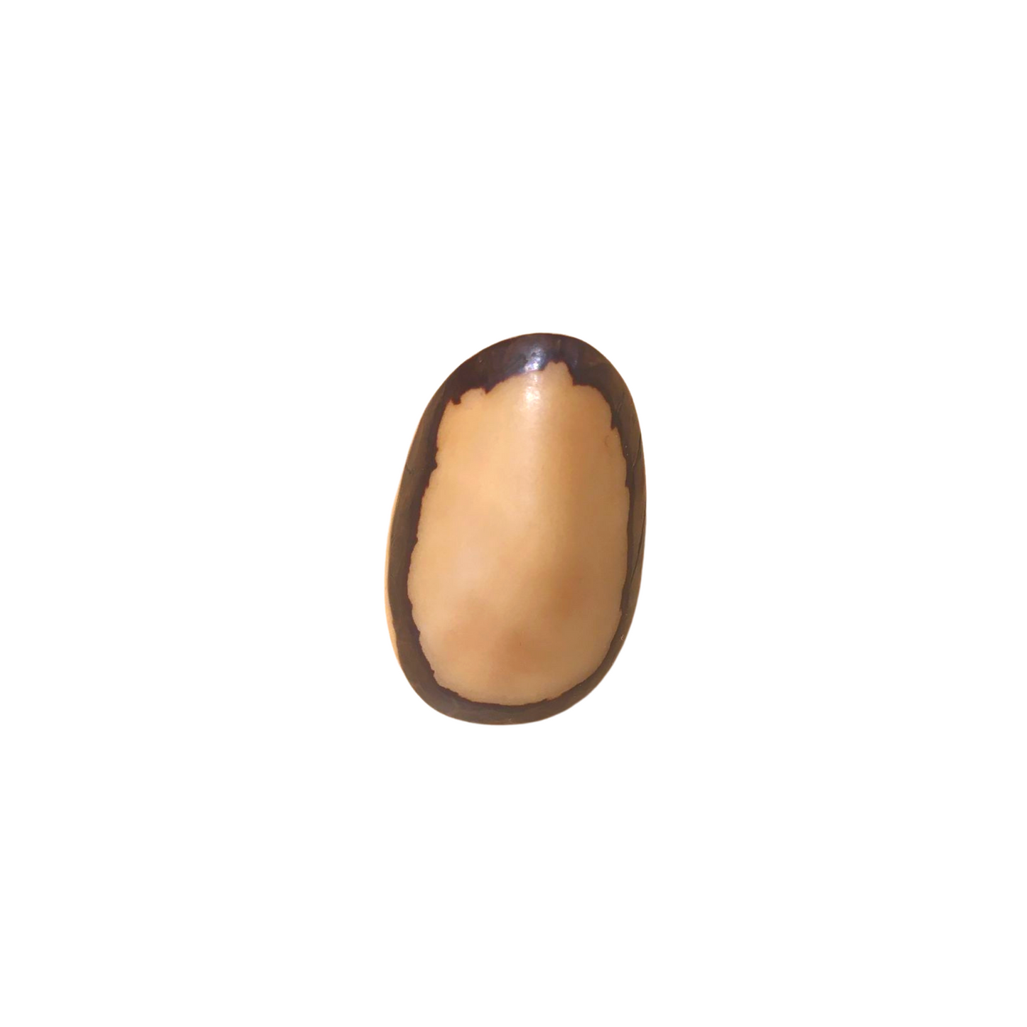 Anello Variegato tagua