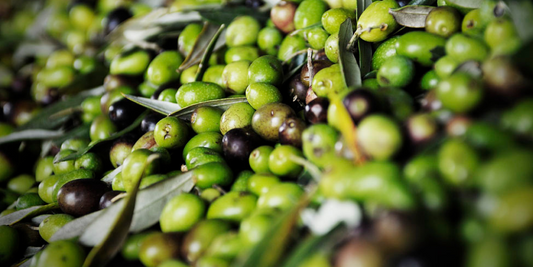 L'olio extravergine italiano da filiere etiche